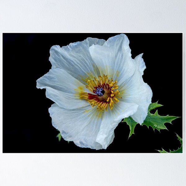 Item preview,  Prickly Poppy. designed and sold by John Ray.