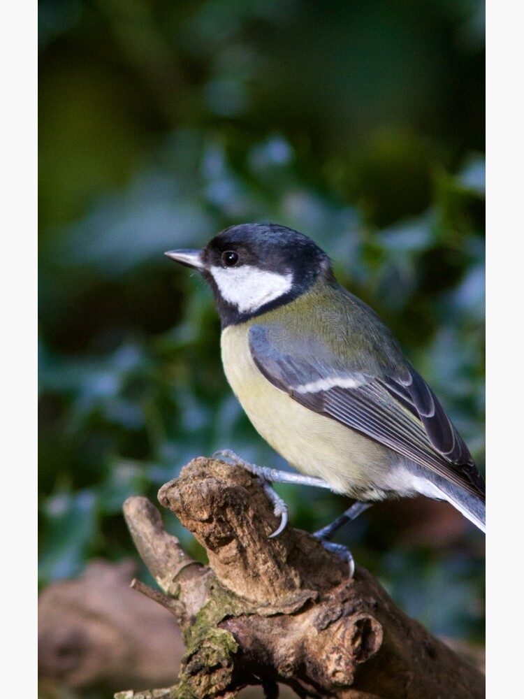 A Great Tit (Parus Major) Perched in Woodland by robcole