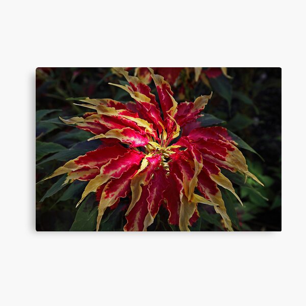 Calendar December Canvas Print