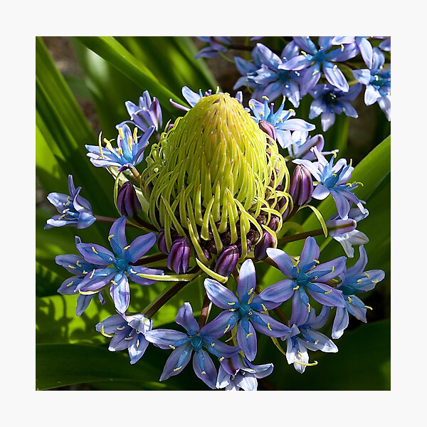 Calendar Cover Picture Photographic Print