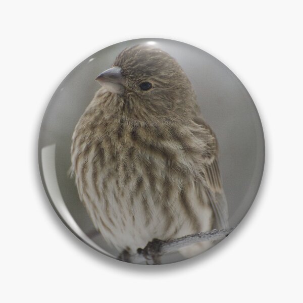 Item preview, Female House Finch designed and sold by maddiebusick.