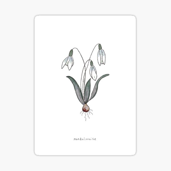 Snowdrops Sticker