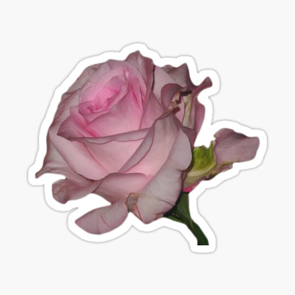 Artikel-Vorschau von Rose, designt und verkauft von moonbeambaby.