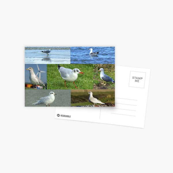 Item preview, British Gulls Collage designed and sold by Jamie  Green.