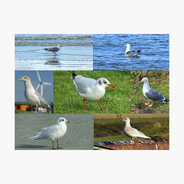 Item preview, British Gulls Collage designed and sold by Jamie  Green.