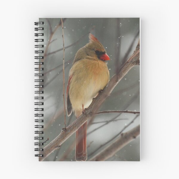 Item preview, Female Cardinal in Snow designed and sold by maddiebusick.