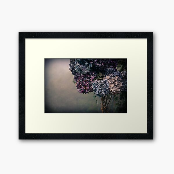Hydrangea in the Fall Framed Art Print