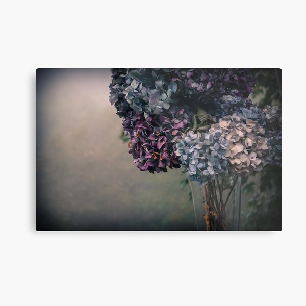Hydrangea in the Fall Metal Print