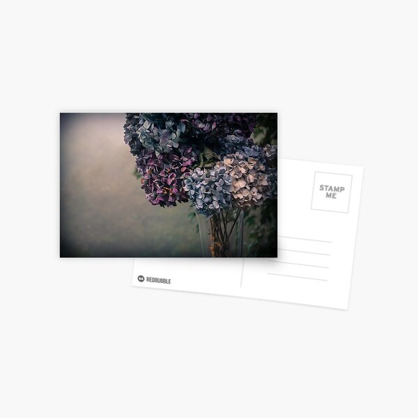 Hydrangea in the Fall Postcard