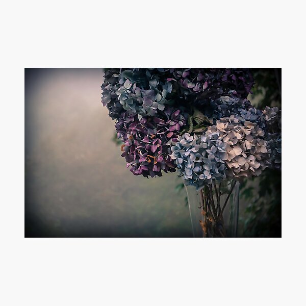 Hydrangea in the Fall Photographic Print