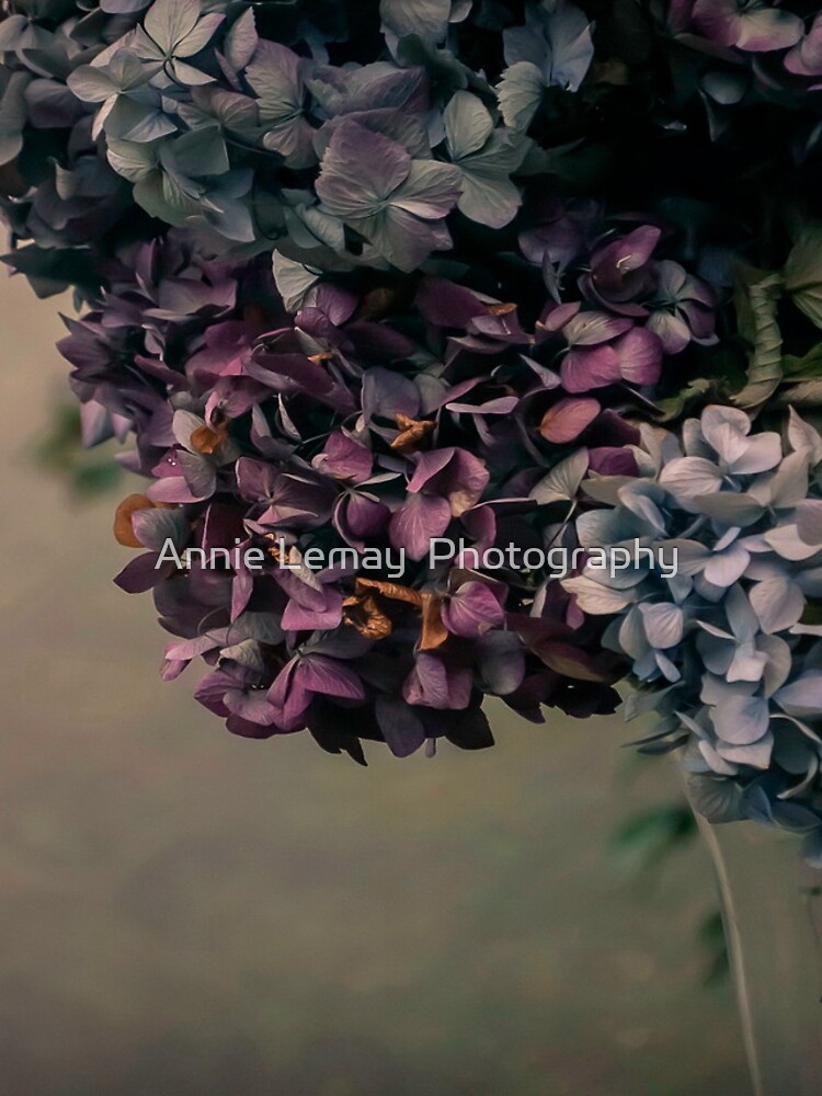 Hydrangea in the Fall by ajlphotography