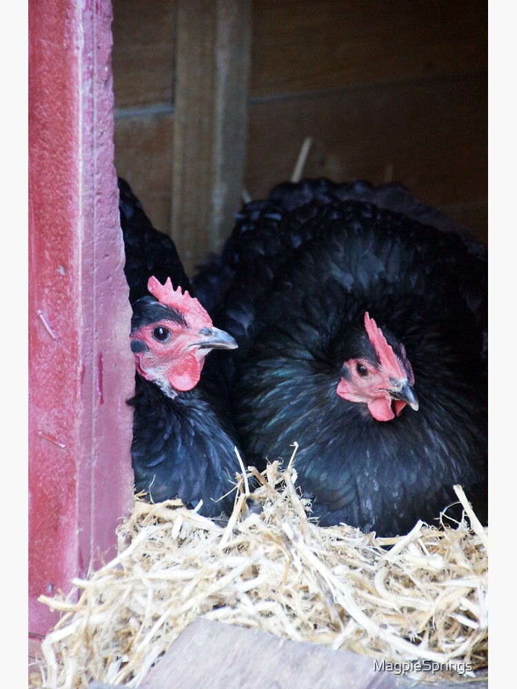 Thumbnail 3 of 3, Sticker, Two Black Chooks designed and sold by MagpieSprings.