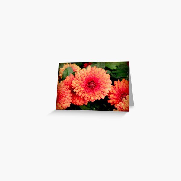 Autumn has arrived!!! © Greeting Card