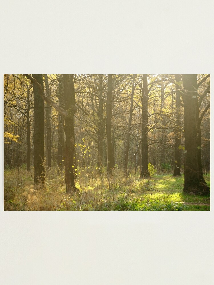 Thumbnail 1 of 3, Photographic Print, Autumn Softness designed and sold by Mallorn.