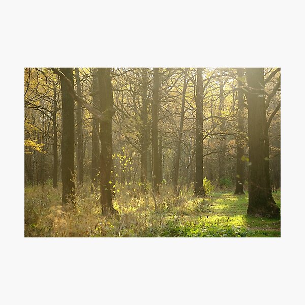 Photographic Print