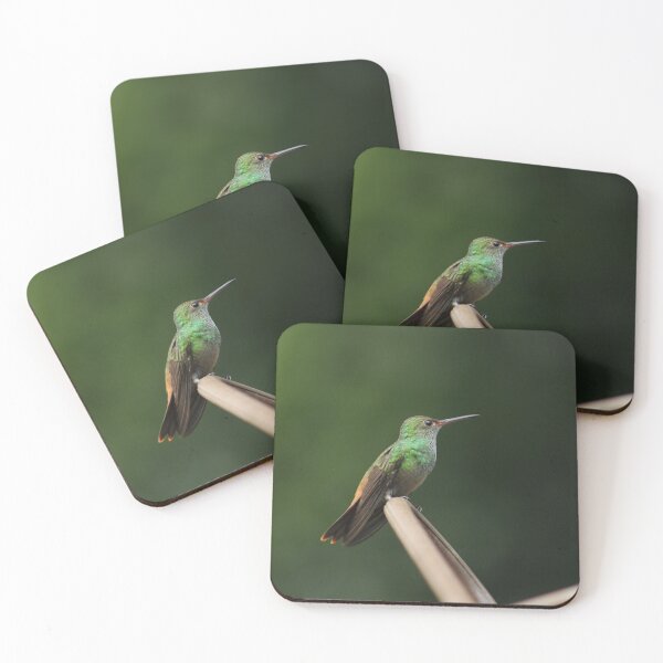 Item preview, Rofous tailed hummingbird sitting, Amazilia tzacatl, bird designed and sold by stelsanc.