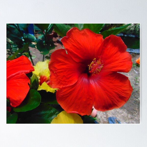 Item preview, A beautiful hibiscus flower designe designed and sold by Prabani80.