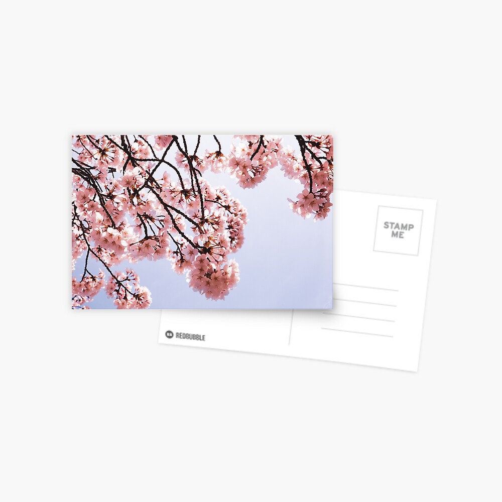 Sunny Sakura Postcard