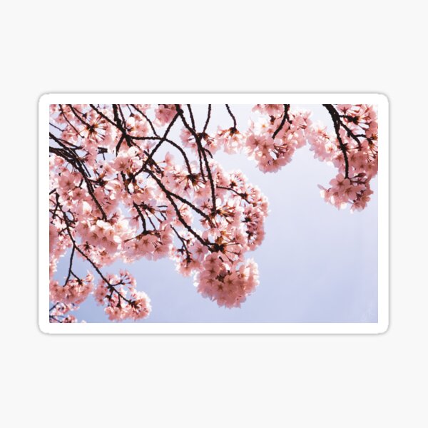 Sunny Sakura Sticker