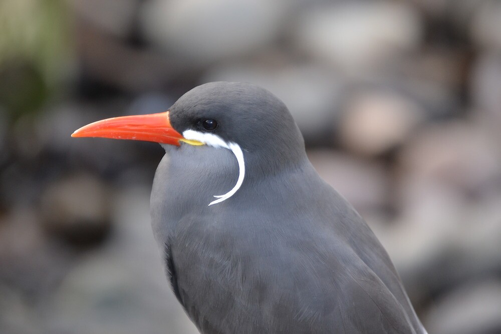 Grey Bird Orange Beak" by janlou |