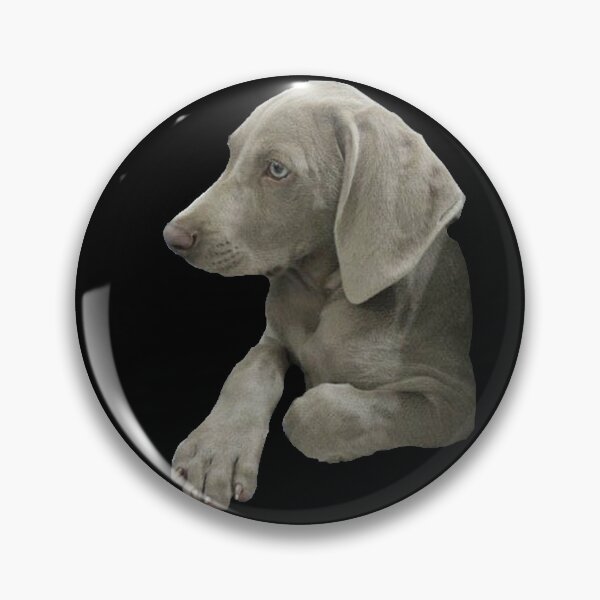 Item preview, Lio the Weimaraner Serious Puppy Face designed and sold by AndApArt.