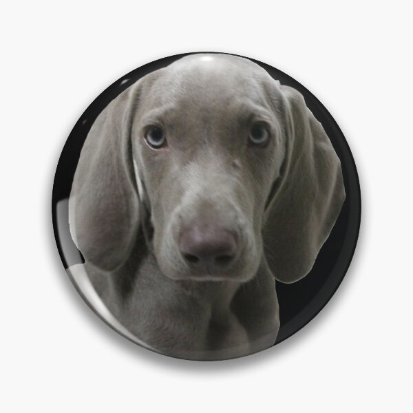 Item preview, Serious Look Weimaraner Puppy Face Front designed and sold by AndApArt.