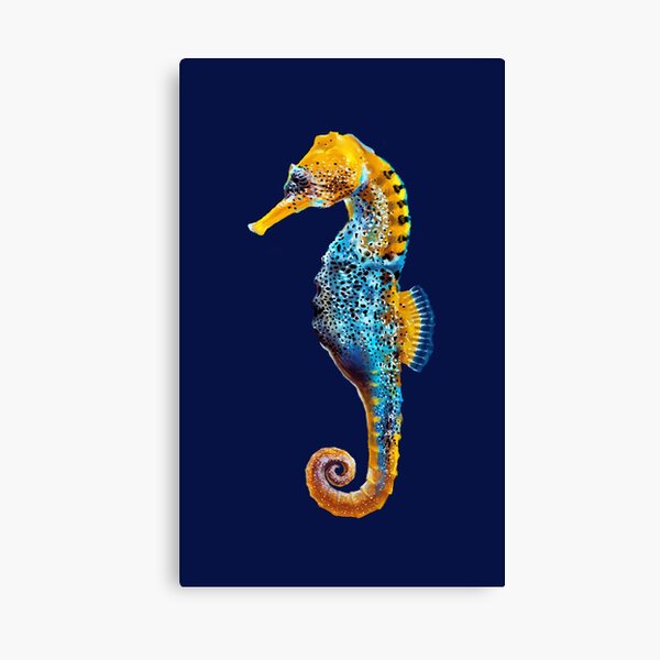 Seahorse Canvas Print
