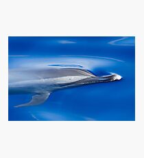 Spotted Dolphin Photographic Print