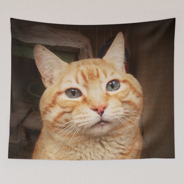 Item preview, The Cutest Cat designed and sold by Maria  Gonzalez.