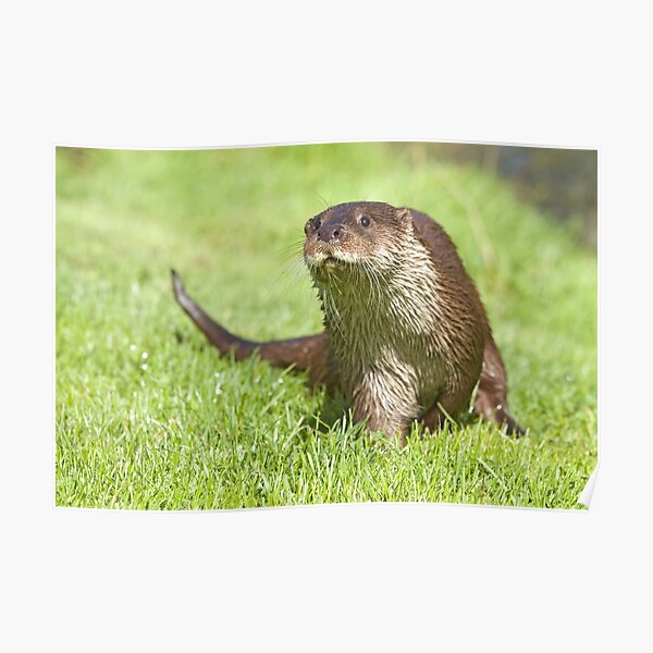 Curious otter Poster