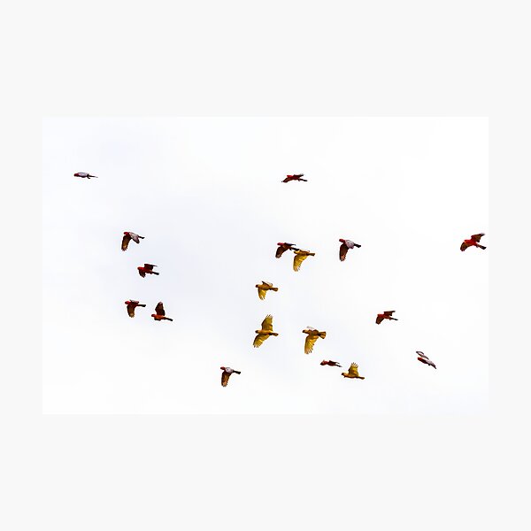 Aflock of Corellas and Galah's Photographic Print