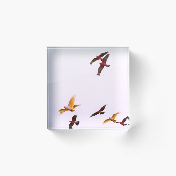 The four winged Corella Acrylic Block