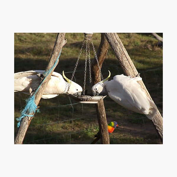 Item preview, It's a "Finch Feeder" guys, ok, a 'finch' feeder!! designed and sold by Pamela  Batten.