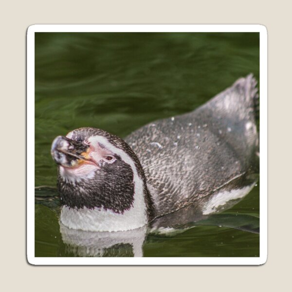 Item preview, Swimming penguin designed and sold by KcsArt87.