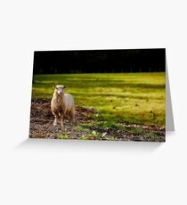 Baa Baa ! Greeting Card
