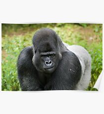 Western Lowland Gorilla, Silverback Poster