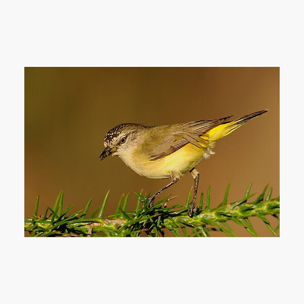 Yellow-rumped Thornbill 3# Photographic Print