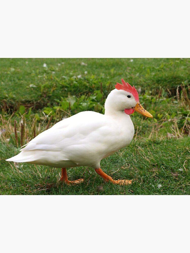 chicken duck