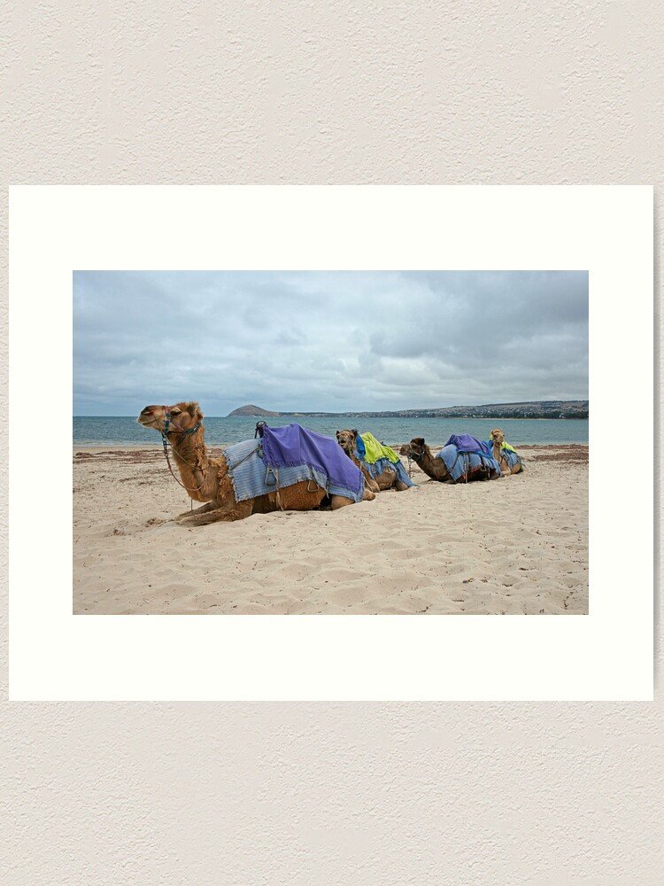 Alternate view of anyone for a camel ride ? Art Print