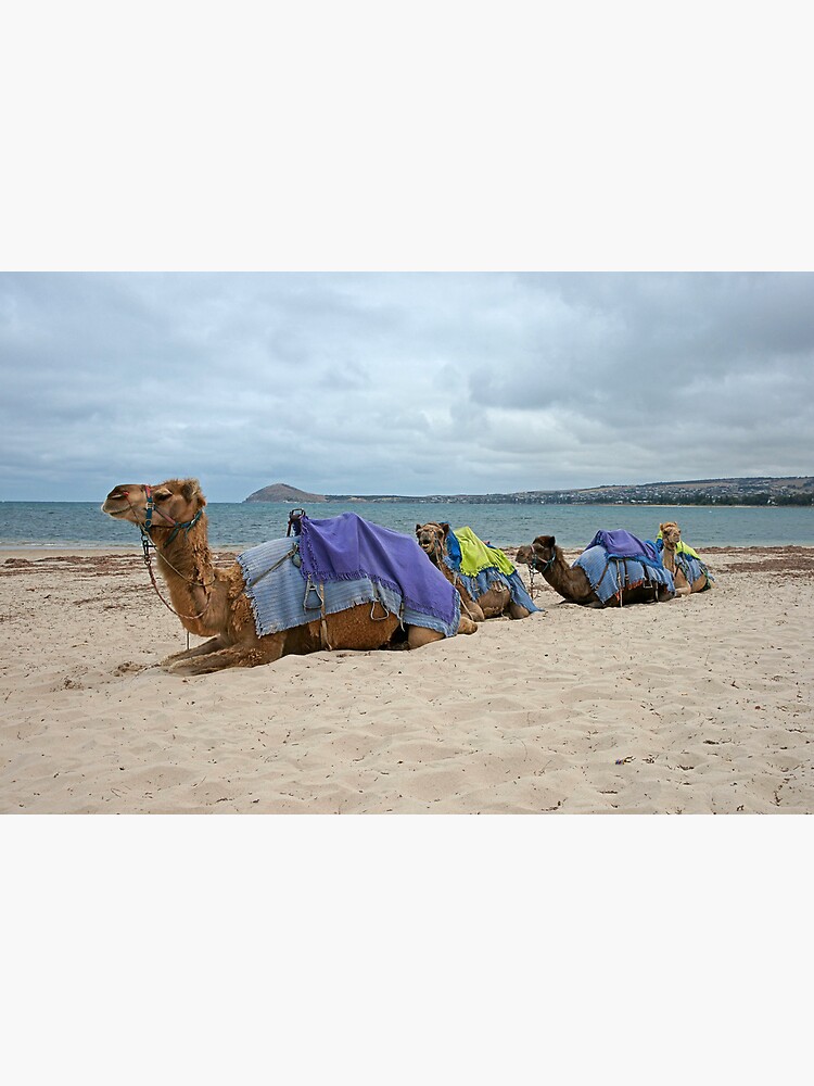 anyone for a camel ride ? by rogersmith