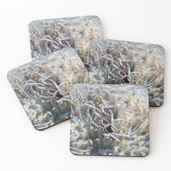 Item preview, Anemone by Kevin Smith designed and sold by RockpoolBroome.