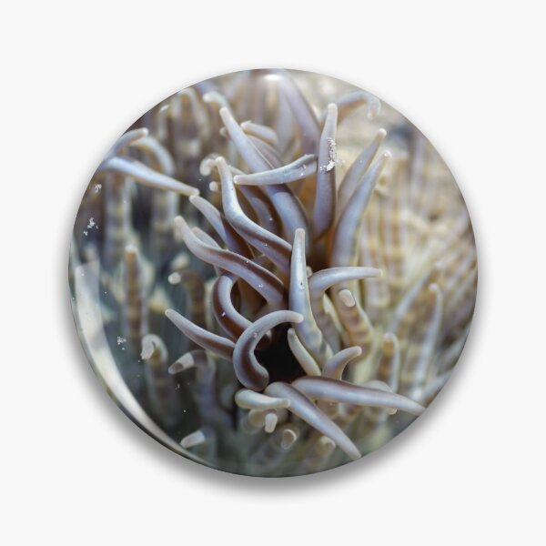 Item preview, Anemone by Kevin Smith designed and sold by RockpoolBroome.