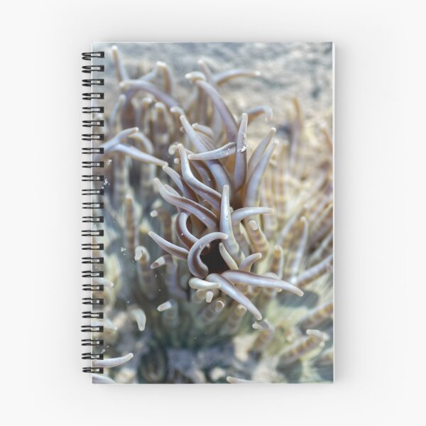 Item preview, Anemone by Kevin Smith designed and sold by RockpoolBroome.