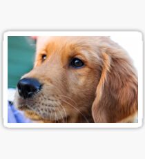 Man's Best Friend, Zorro Sticker