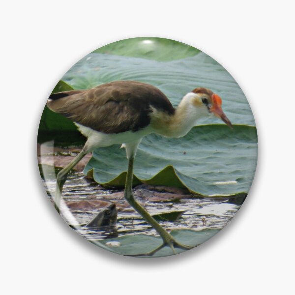Item preview, Comb Crested Jacana designed and sold by Genevieve Hanlon Art and Photography.