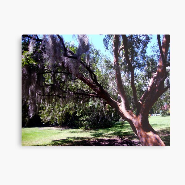 Live Oak Tree... Metal Print