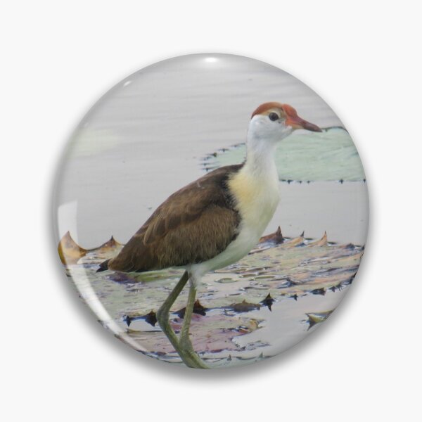 Item preview, Comb Crested Jacana (juvenile) 2 designed and sold by Genevieve Hanlon Art and Photography.