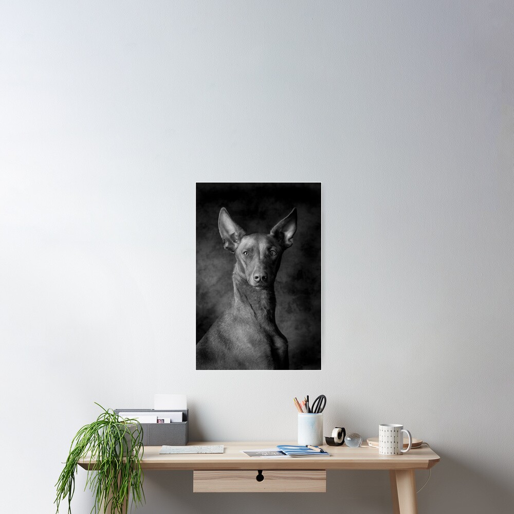 8x12 Carolines Treasures SS8041DS812 Pharaoh Hound Indoor Aluminium Metal Wall or Door Hanging Prints Multicolor 8x12 Carolines Treasures SS8041DS812 Pharaoh Hound Indoor Aluminium Metal Wall or Door Hanging Prints Multicolor