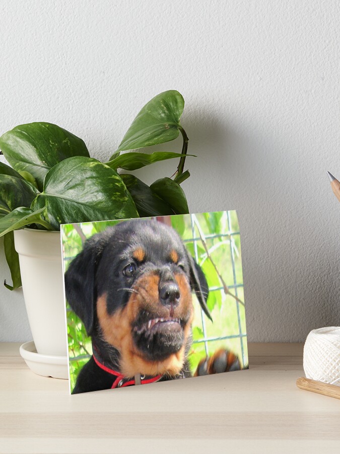 funny rottweiler puppies