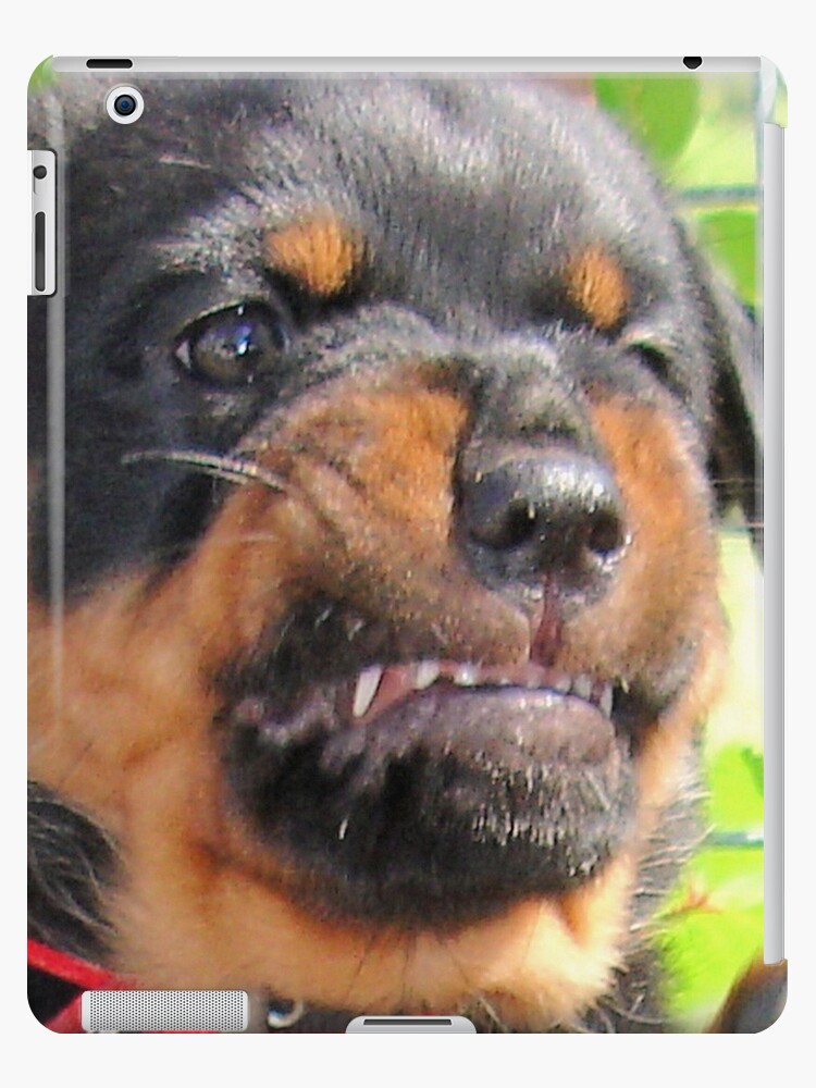 Funny Grumpy Faced Rottweiler Puppy Funny Grumpy Faced Rottweiler Puppy
